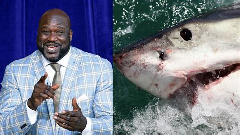 odd sharks nba basketball